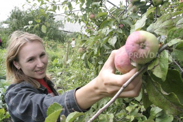 Садовод Рассадина рассказала, чем подкормить яблоню в марте для богатого урожая